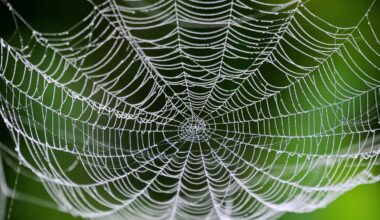 One simple molecular bond gives spider silk remarkable strength
