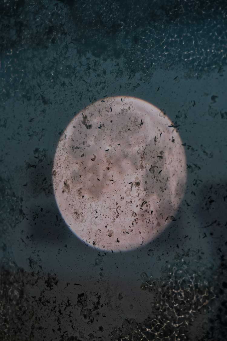 Susan Derges, Full Moon Spawn, 2007. Installation view, Cosmos: The Art of Observing Space, Royal West of England Academy, 2026. Photo: Alastair Brookes.