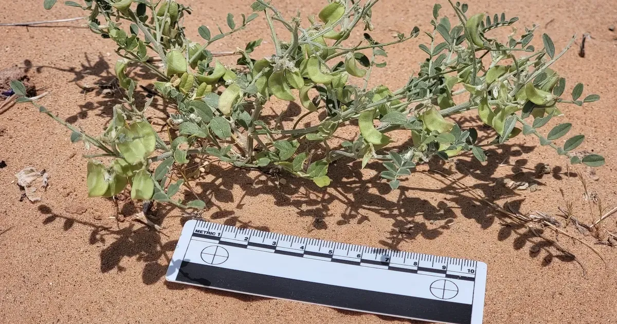 A rare plant species thrives amid solar panels in the…