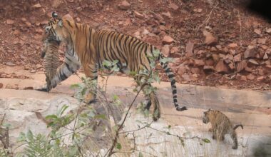 Tiger cubs in Ranthambore