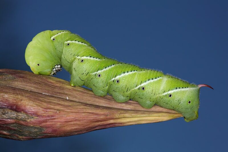 Caterpillars hear: Long, green insect with white lines and dark spots. It has a red "horn" on the tail and many tiny hairs on its body.