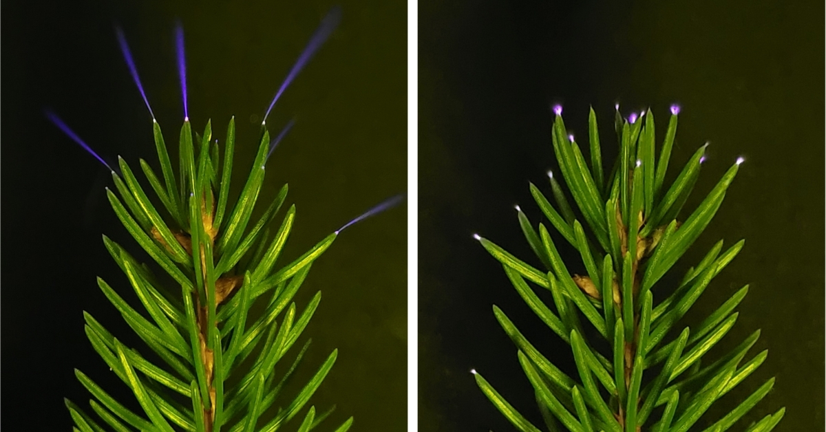Trees Glow During Thunderstorms, and Scientists Finally Caught It on Camera