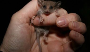 'No, that is definitely not a western pygmy possum': New species alert in Yorke Peninsula - News