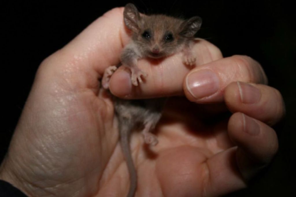'No, that is definitely not a western pygmy possum': New species alert in Yorke Peninsula - News