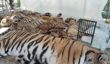How did 72 tigers die in 2 weeks in a Thai tourist park? – Firstpost