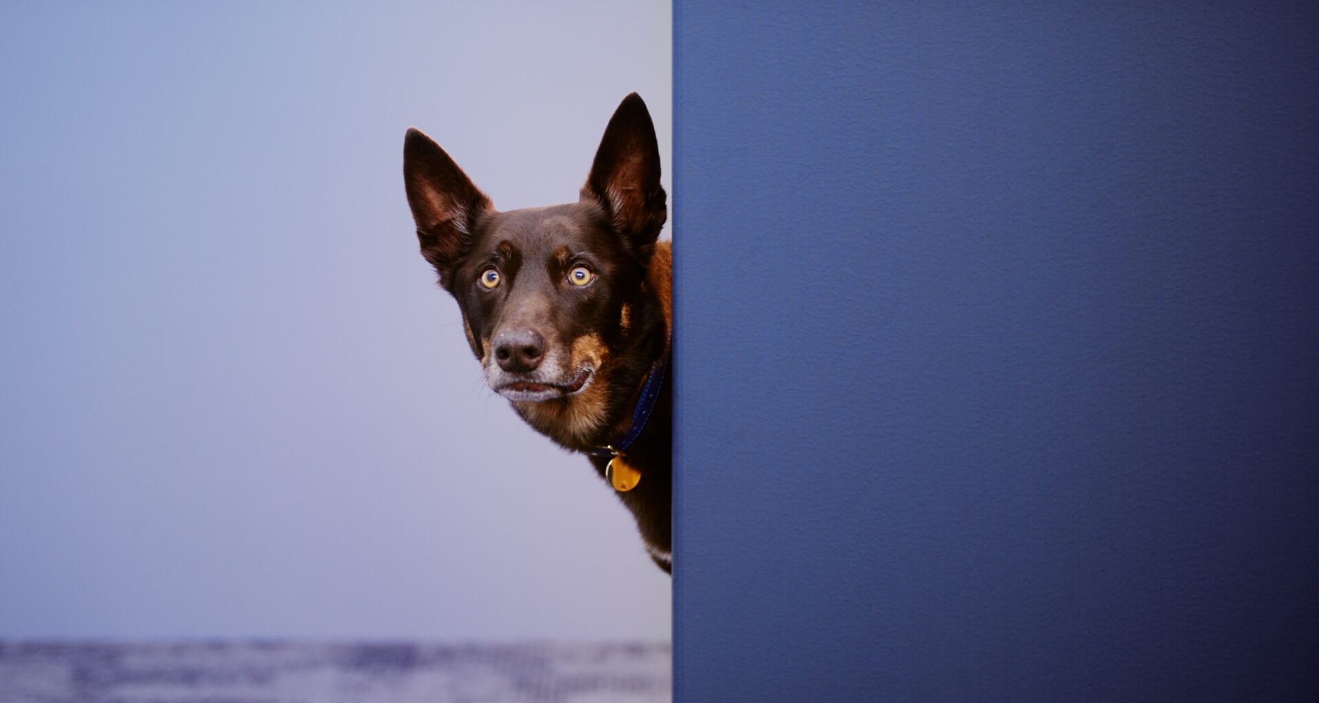 Kinatico Compliance enlists working dog ‘KC’ in first campaign with Apparent