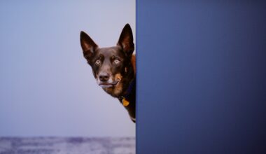 Kinatico Compliance enlists working dog ‘KC’ in first campaign with Apparent