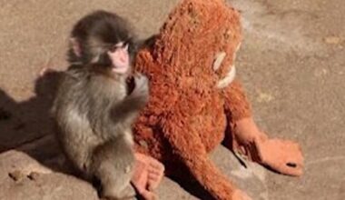 Watch: Viral video of baby monkey causes stuffed orangutan to sell out