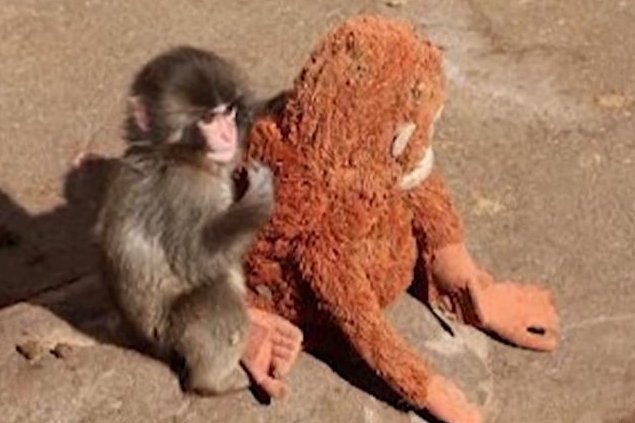 Watch: Viral video of baby monkey causes stuffed orangutan to sell out