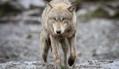 Wolves are forced to work harder for food as winters get warmer