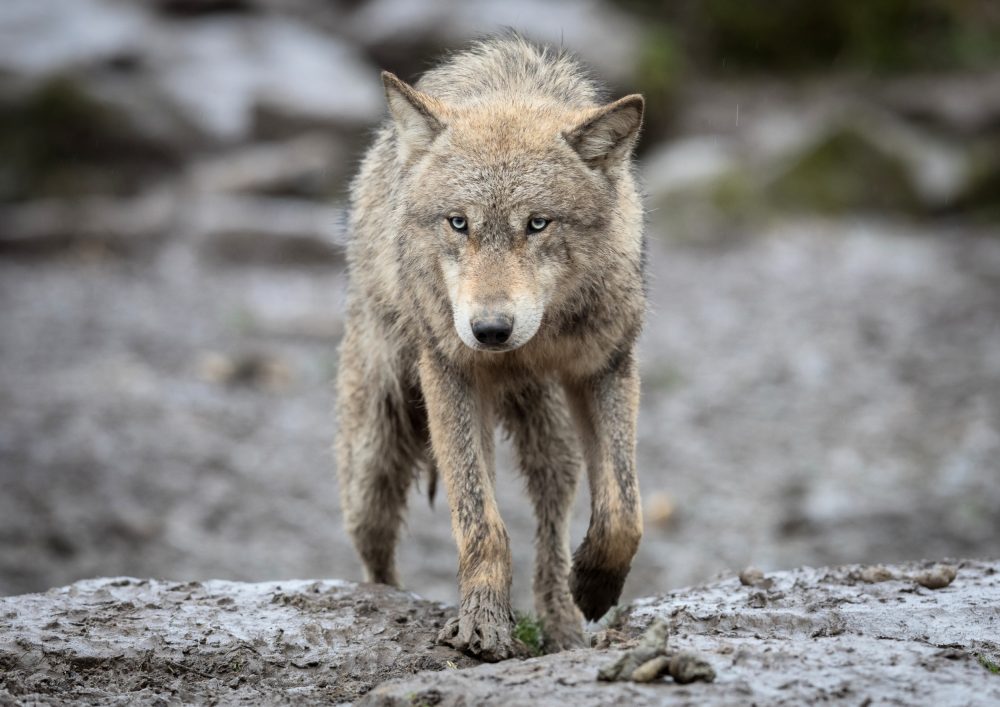 Wolves are forced to work harder for food as winters get warmer