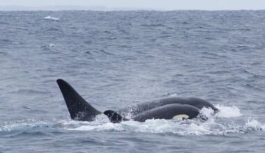 Killer instinct: Did orcas force sharks to flee SA waters? - News