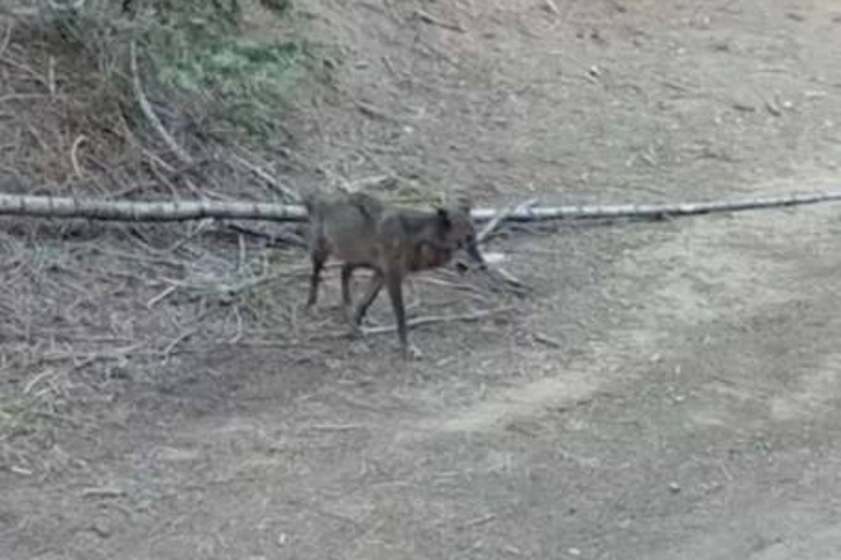 Endangered animal spotted for first time in 100 years in ‘historic moment’ - The Independent