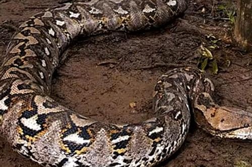 Watch: World's longest wild snake found in Indonesia