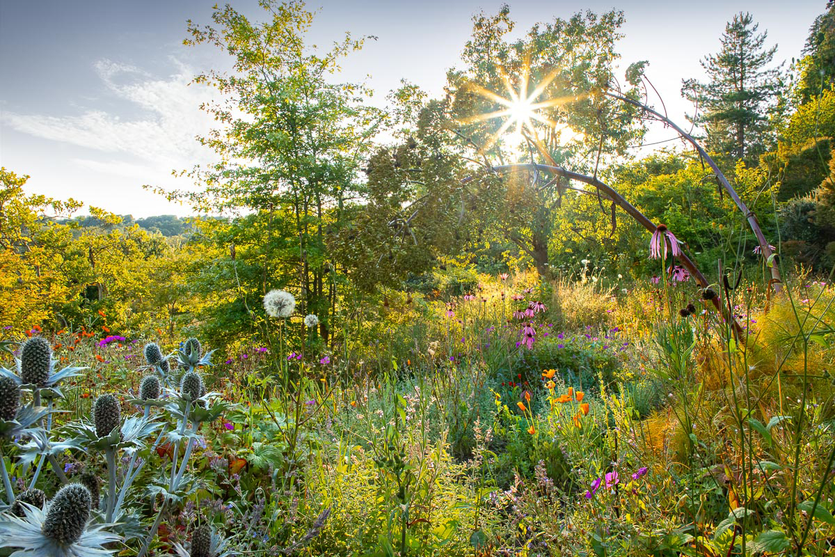 Sunlight shines through trees onto a vibrant wildflower garden, with thistles and various colorful flowers, evoking a tranquil, serene atmosphere