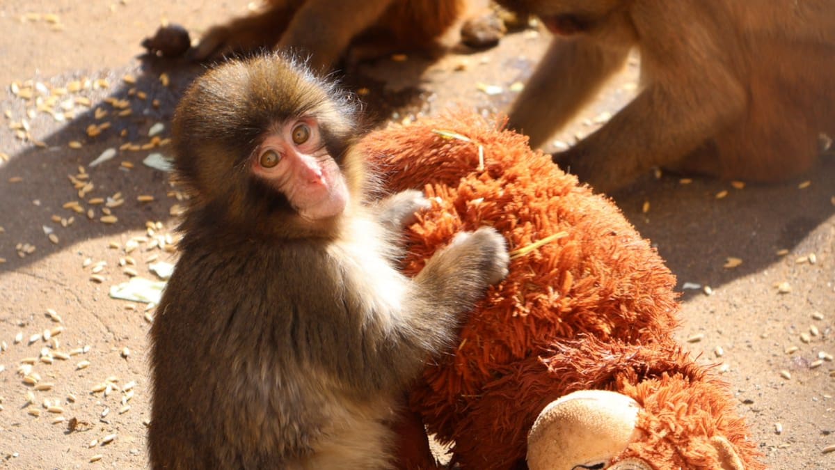 Abandoned baby monkey goes viral: Experts explain Punch the macaque’s struggle for acceptance