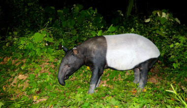 In Thailand, old camera-trap photos shed new light on Asian tapirs