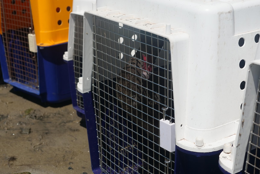 shot of a black swan taken through the thin bars at the front of a large plastic animal carrier.