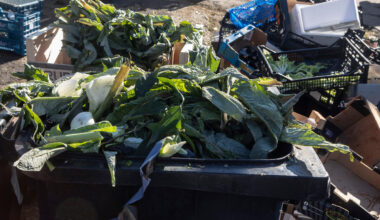 FAO Experts Warn of Antimicrobial Risk in Food Waste