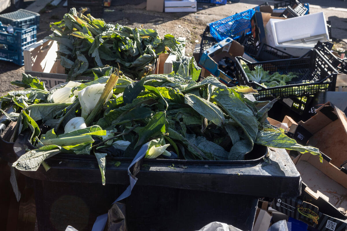 FAO Experts Warn of Antimicrobial Risk in Food Waste