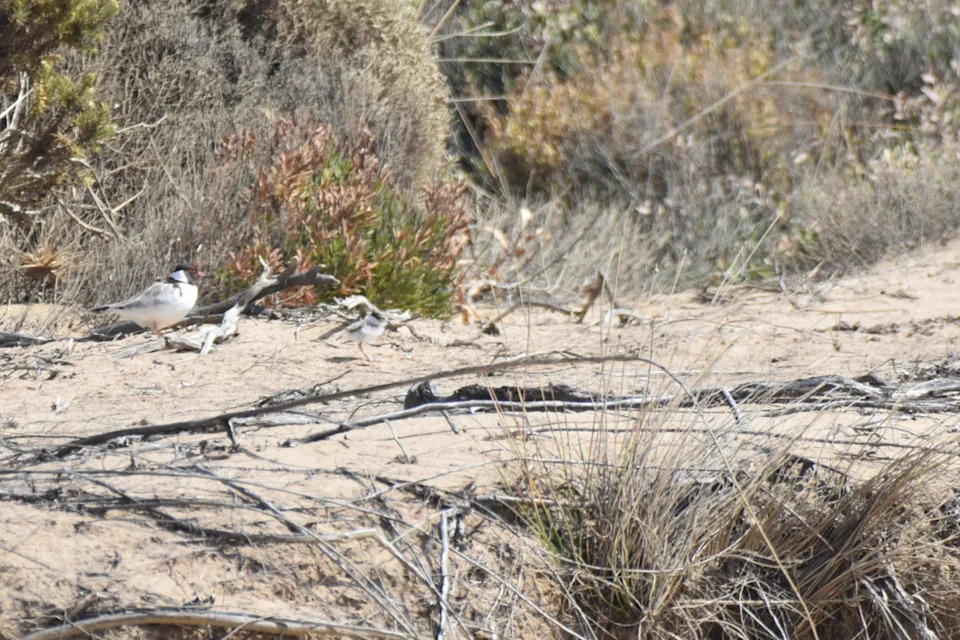 An adult hooded plover and a chick seen on the Victorian coast.