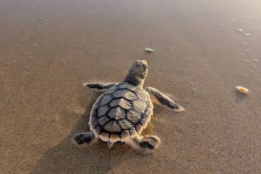 Flatback turtle hatchling Bucasia Beach