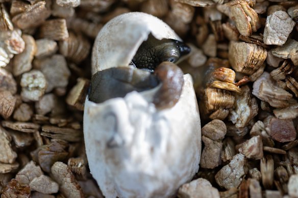 A Manning River turtle hatching from its egg on February 9, 2026.