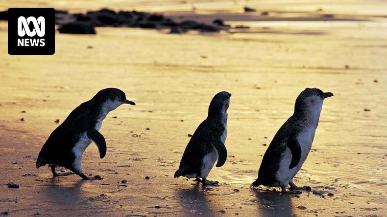 Calls for protection of Tasmania's penguins amid reports of birds 'handled by the neck'