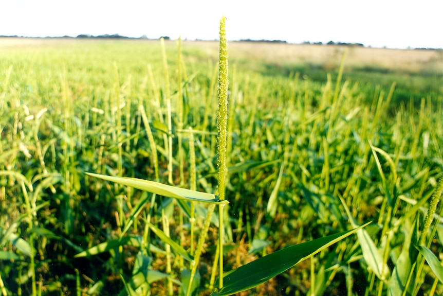 A close up of a seed head on the weed.