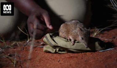 Golden bandicoot numbers triple at Newhaven Wildlife Sanctuary in Central Australia