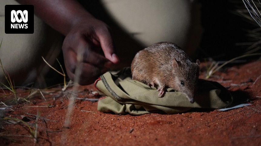 Golden bandicoot numbers triple at Newhaven Wildlife Sanctuary in Central Australia