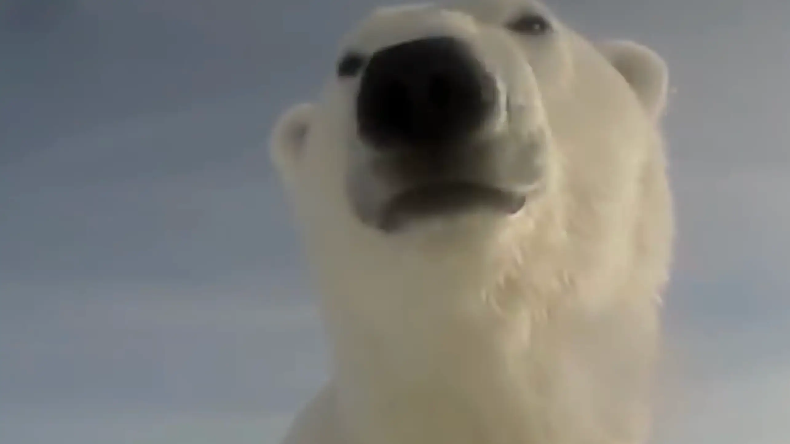 Scientists attached GoPro to polar bear to capture their true behaviour