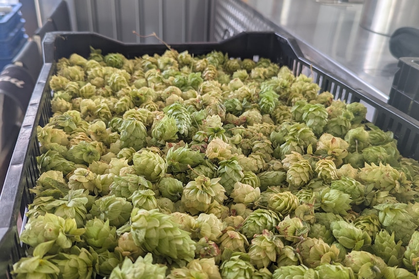 green hop flowers sitting in plastic black box