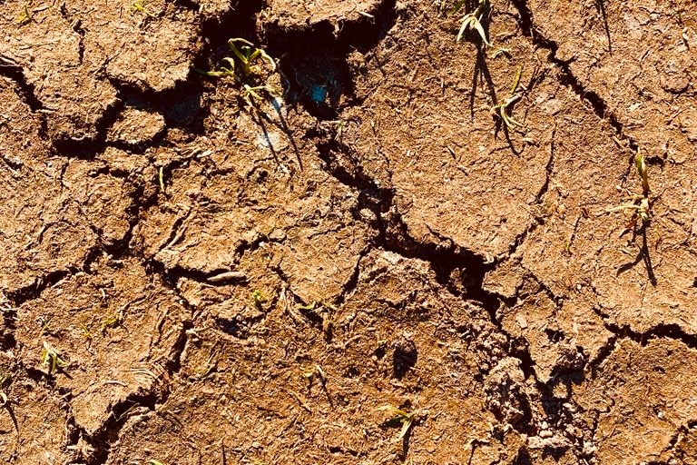 close up photo of cracked, dry ground showing extreme drought conditions
