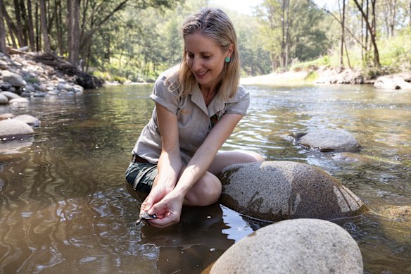 Aussie Ark chief conservation officer Hayley Shute releasing a Manning River turtle into the Barrington River in February 2026.