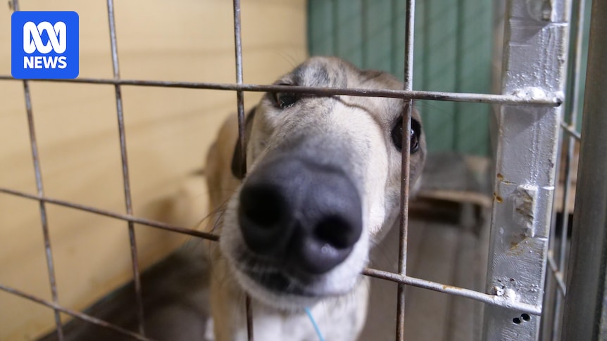 Broken Hill greyhound race track to close creating 'flood' of dogs needing homes