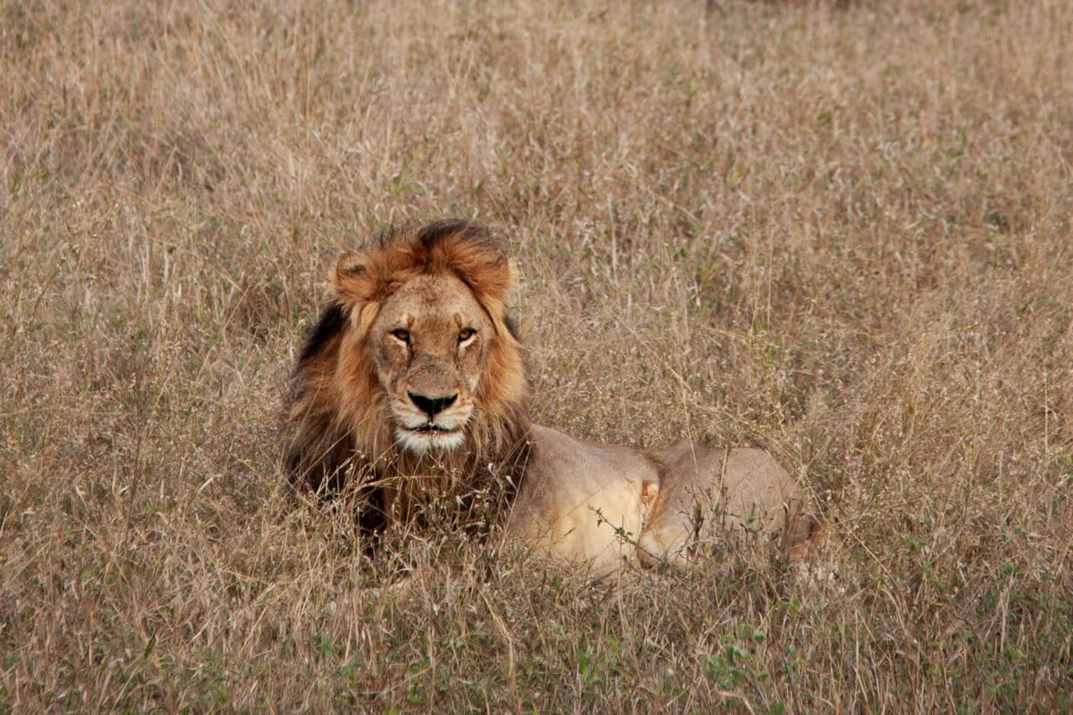 A lion in Africa.