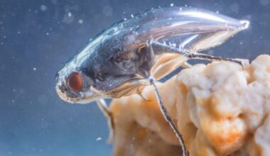 It might look like it's dressed in an inflatable space suit, but this body armour allows it to survive in a deadly, caustic lake