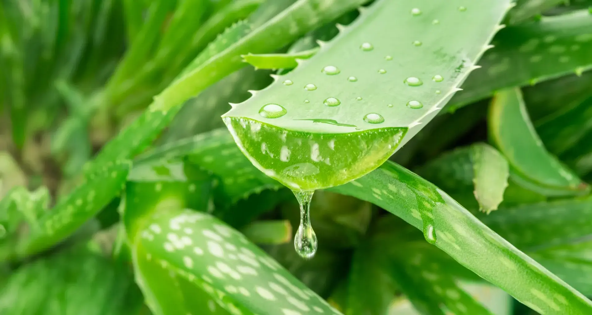 A hidden Aloe vera compound takes aim at Alzheimer’s