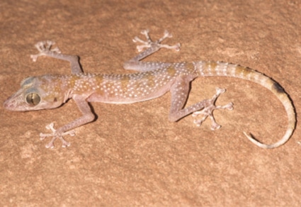 Article 53082 Cover En Us