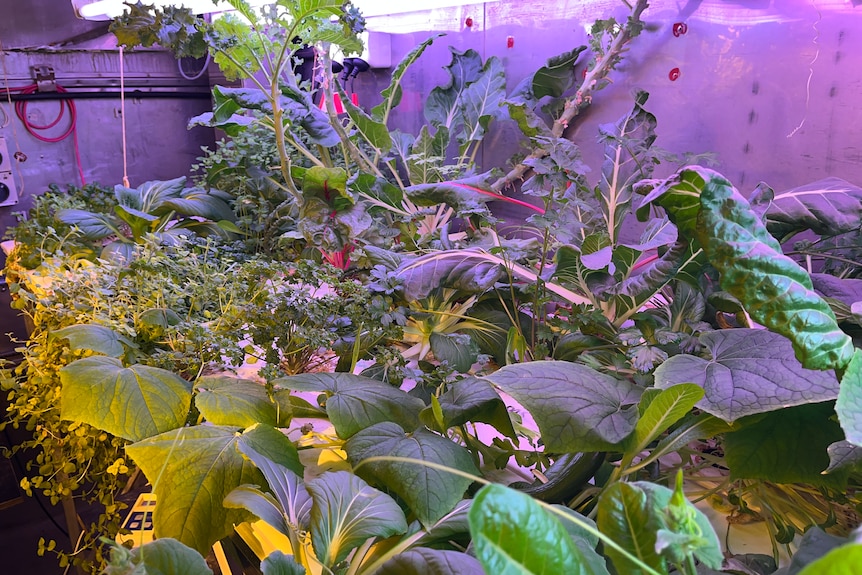 Plants growing at the hydroponics facility at Casey Station in Antarctica.