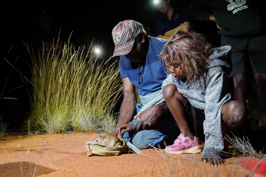 Two Indigenous people crouch down to release one of the golden bandicoots. They're in the desert with grass around.