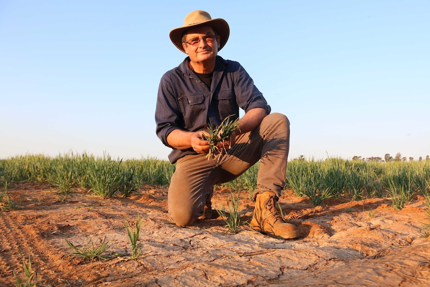 Man crouched on dirt paddock, holding some leaves in his hand, with a crop in the background.