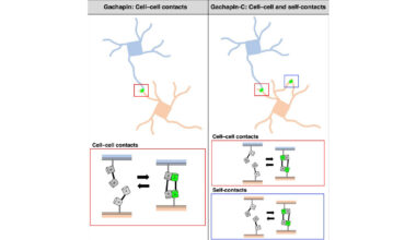 Real-Time Imaging of Cell and Neuron Contact