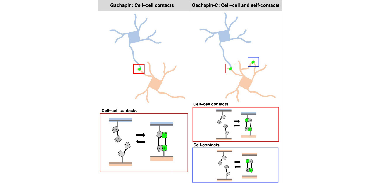 Real-Time Imaging of Cell and Neuron Contact