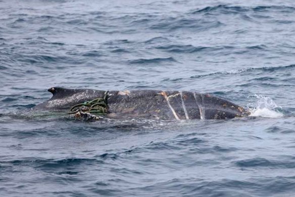 The juvenile humpback whale has been spotted multiple times off Australia’s east coast.