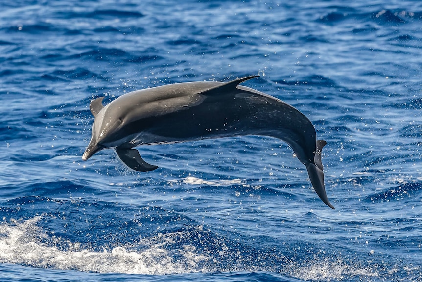 slender tri-coloured spotted dolphin leaps out of water