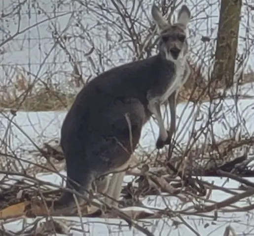 Deputies rescue kangaroo and joey on the loose. Nelson County Sheriff's Office