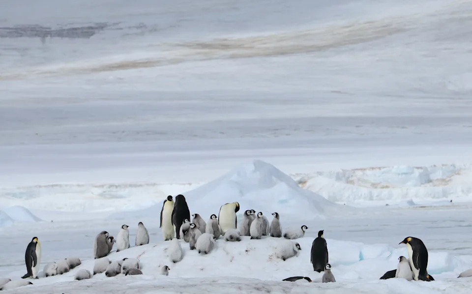 A small group of emperor penguins and their chicks.