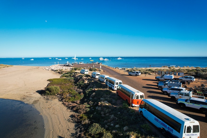 Buses, carting tourists for whale shark tours, line the road to the Tantabiddi boat ramp outside Exmouth.